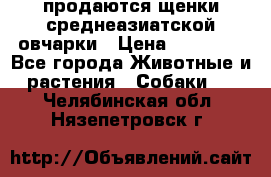 продаются щенки среднеазиатской овчарки › Цена ­ 30 000 - Все города Животные и растения » Собаки   . Челябинская обл.,Нязепетровск г.